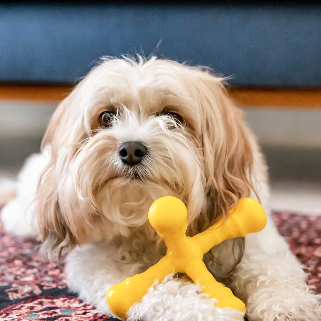 Dog with a thick coat resting on a rug
