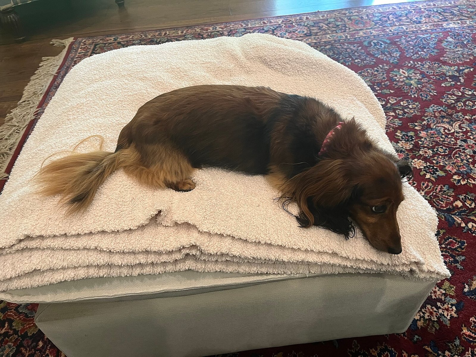 Long-haired Dachshund