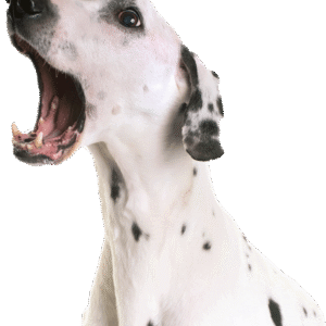 Ear Cleaner for Dogs