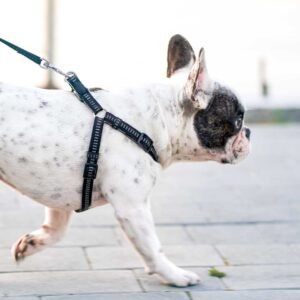 Dog outdoors with a full coat
