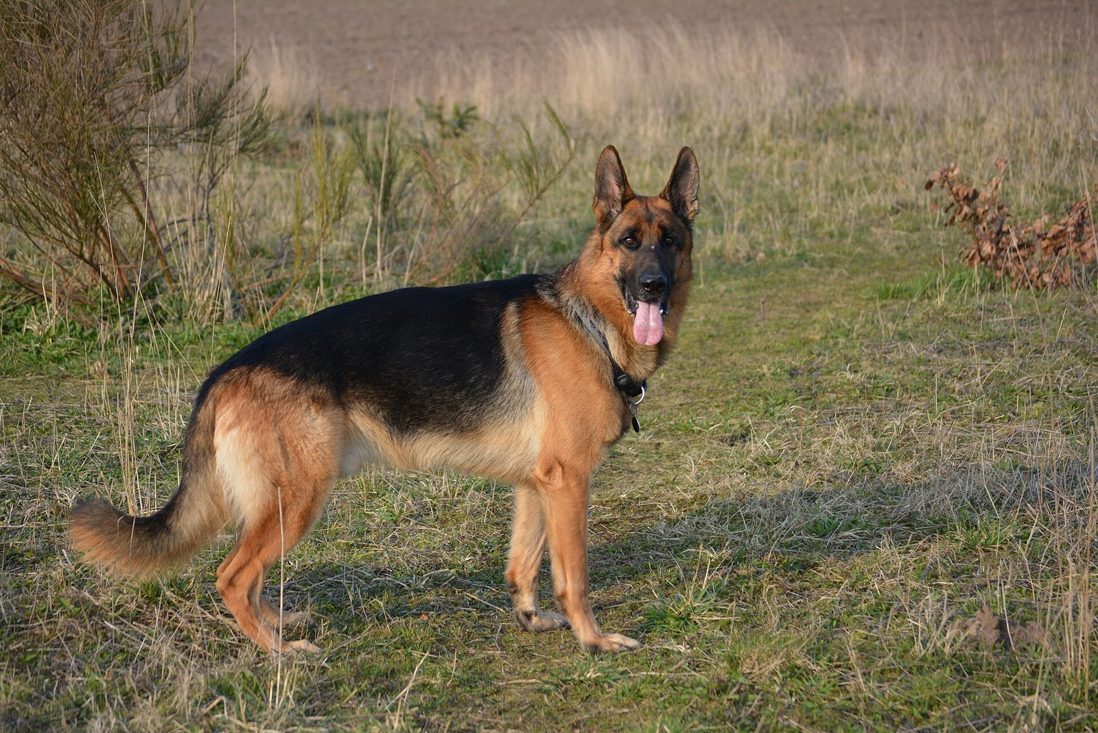 German Shepherd with a dense double coat