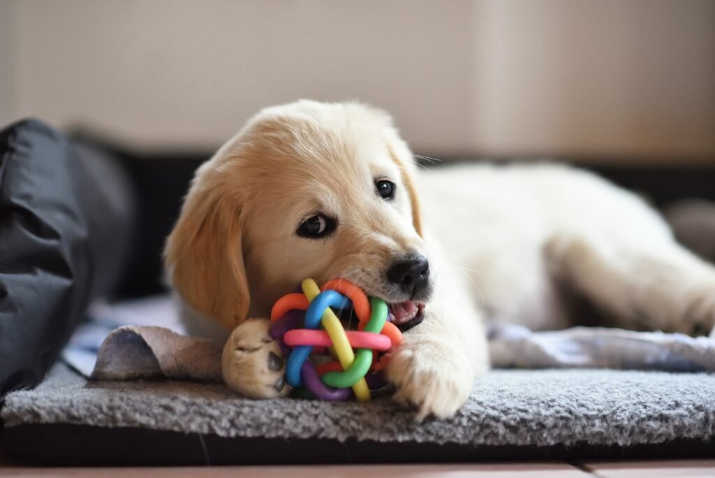 Golden retriever puppy with a healthy shiny coat