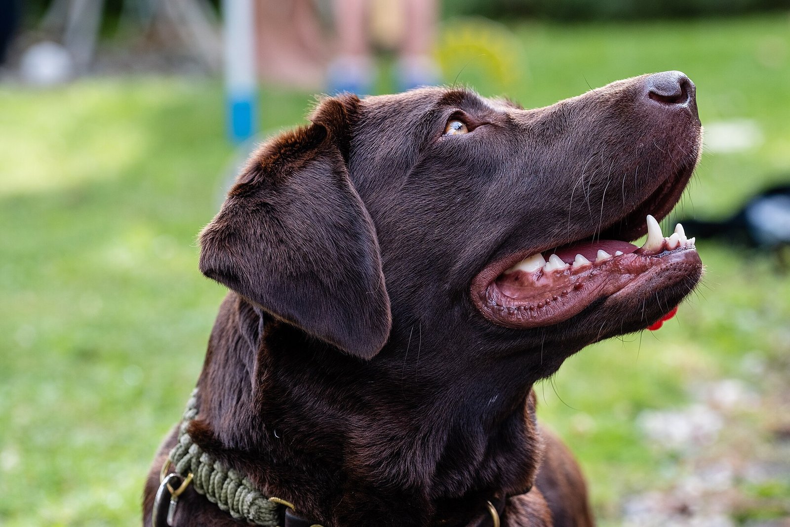 Labrador Retriever with a short dense coat
