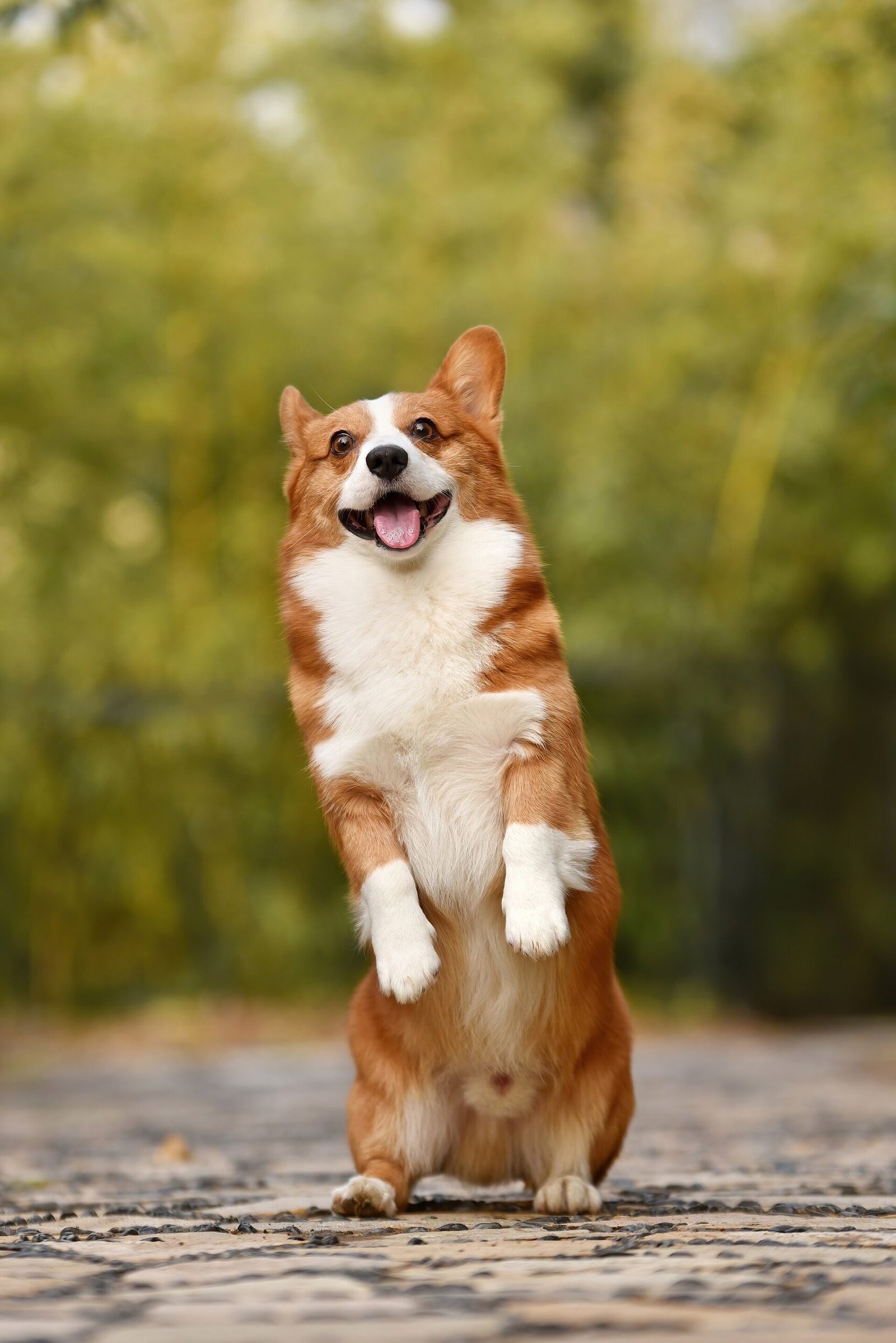Pembroke Welsh Corgi with a double coat
