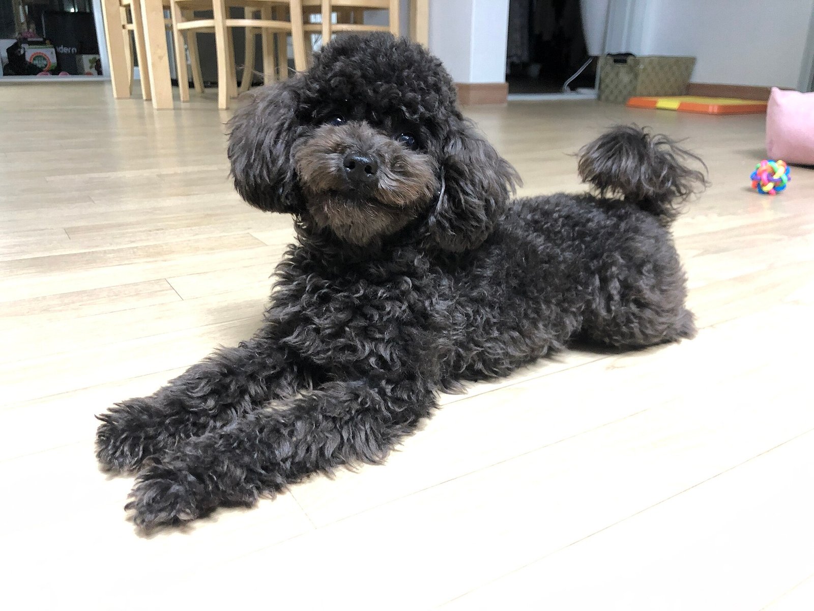 Poodle with a curly coat