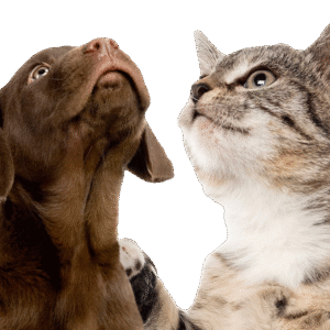 Paw Balm