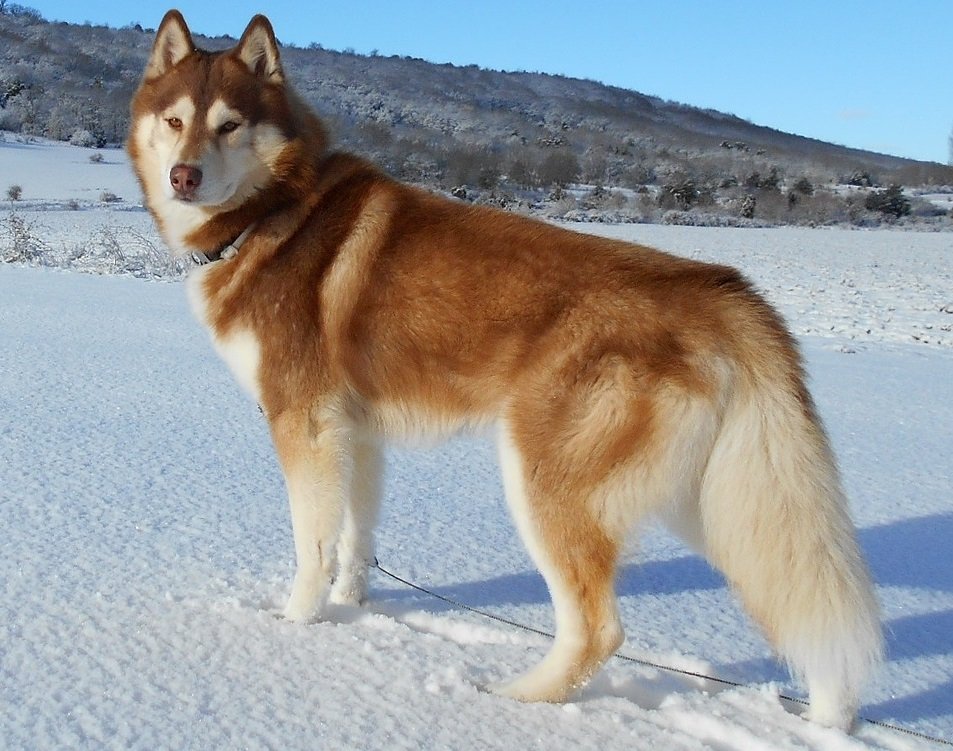 Siberian Husky with a dense double coat